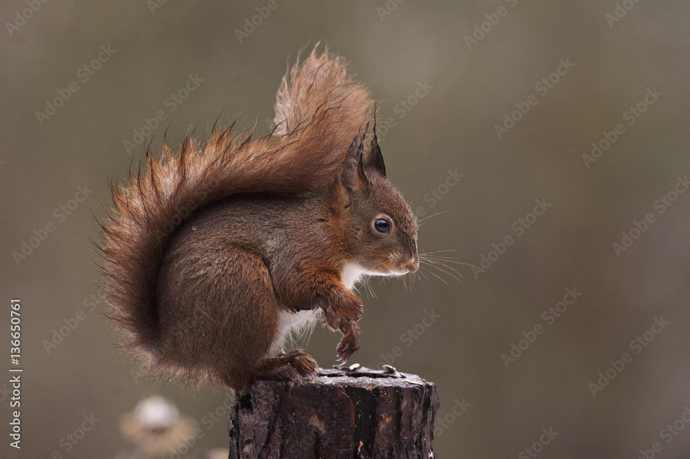 Sciurus vulgaris / Ecureuil roux Sciurus vulgaris / Ecureuil roux