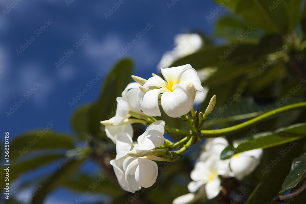 Fototapeta premium Beautiful tropical flowers