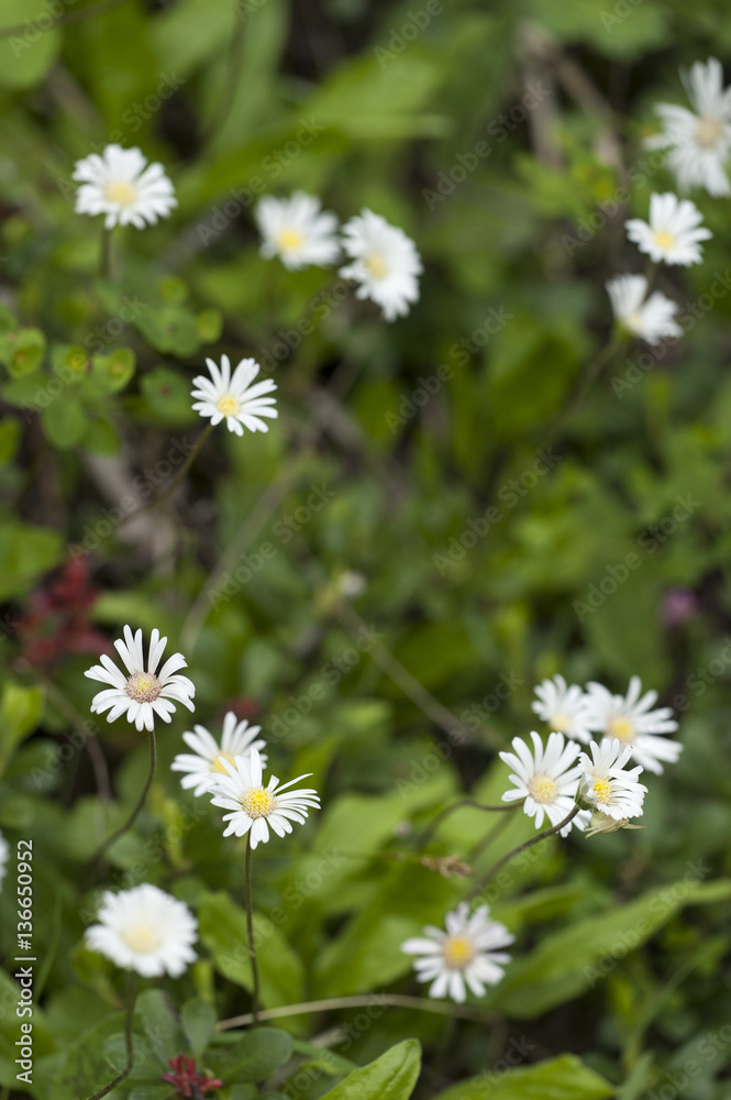 Aster bellidiastrum / Aster fausse pâquerette Aster bellidiastrum / Aster fausse pâquerette