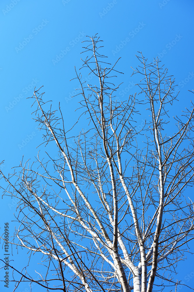 Tree branches with sunshine and blue sky Tree branches with sunshine and blue sky