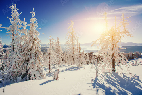 magical winter snow covered tree 