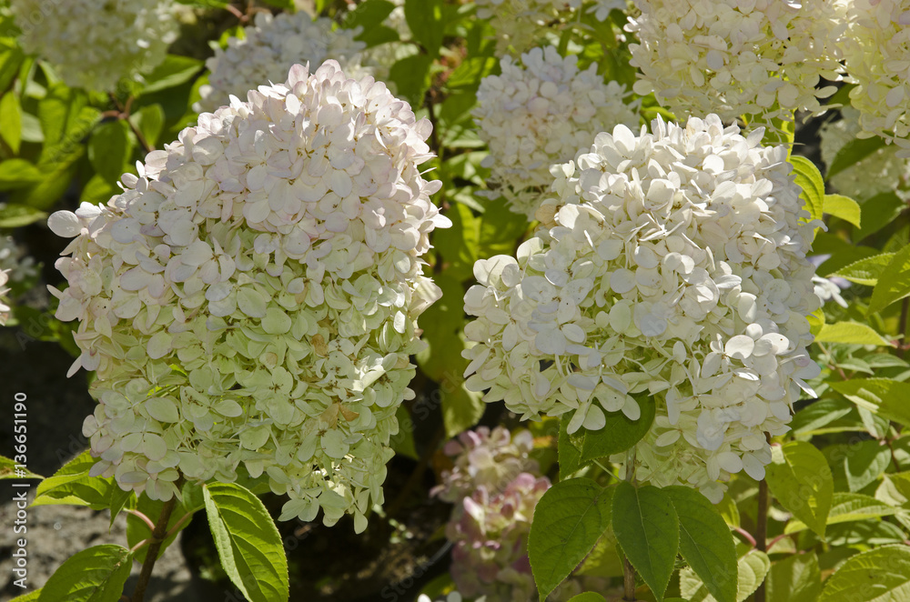 Hydrangea paniculata / Hortensia Hydrangea paniculata / Hortensia