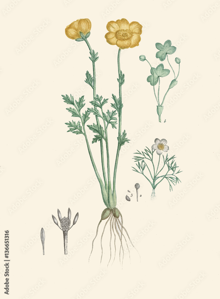 Illustration botanique / Ranunculus aquaticus / Renoncule aquatique Stock  Photo | Adobe Stock