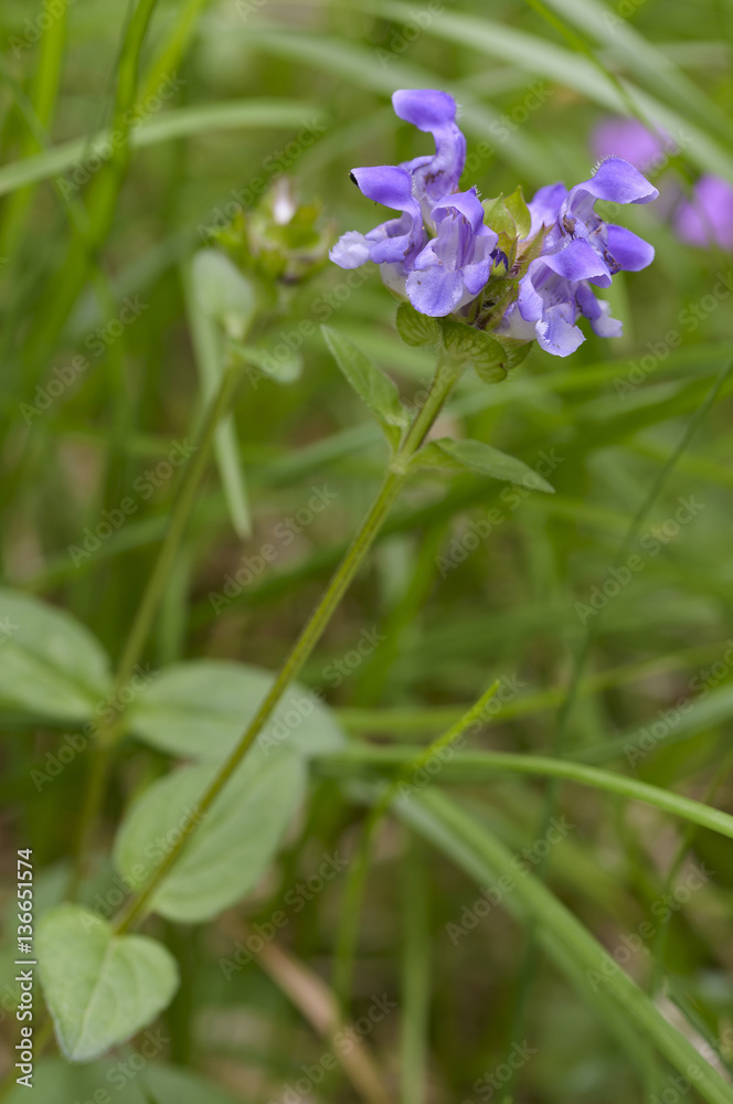 Prunella vulgaris / Brunelle commune Prunella vulgaris / Brunelle commune