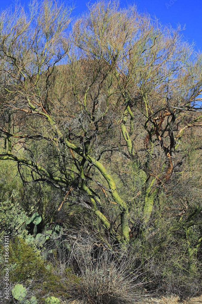 Parkinsonia florida