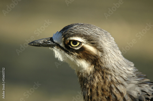 Burhinus oedicnemus / Oedicnéme criard photo