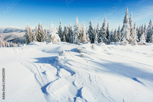 winter landscape trees snowbound © standret