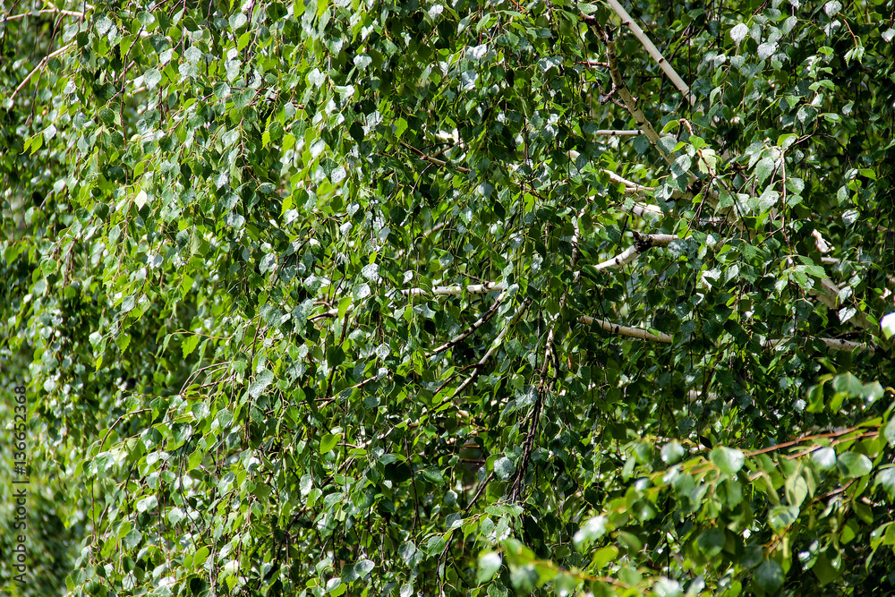 Tall slender white birch trunks with fresh leaves
