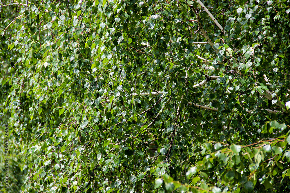 Tall slender white birch trunks with fresh leaves Tall slender white birch trunks with fresh leaves