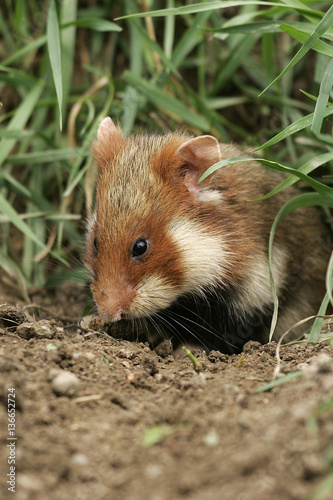 Cricetus cricetus / Hamster commun © PIXATERRA