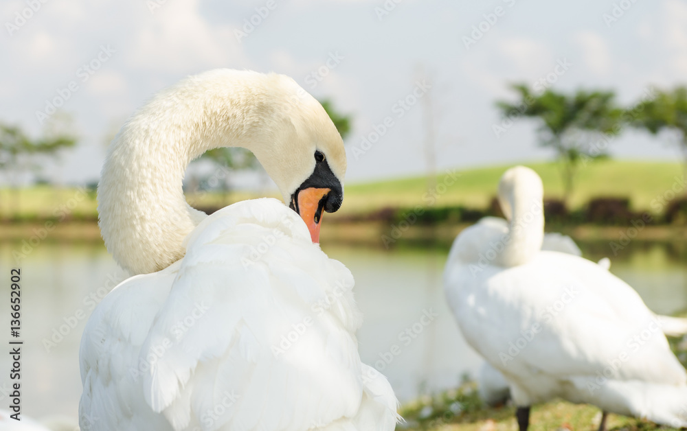 Obraz premium White Swan