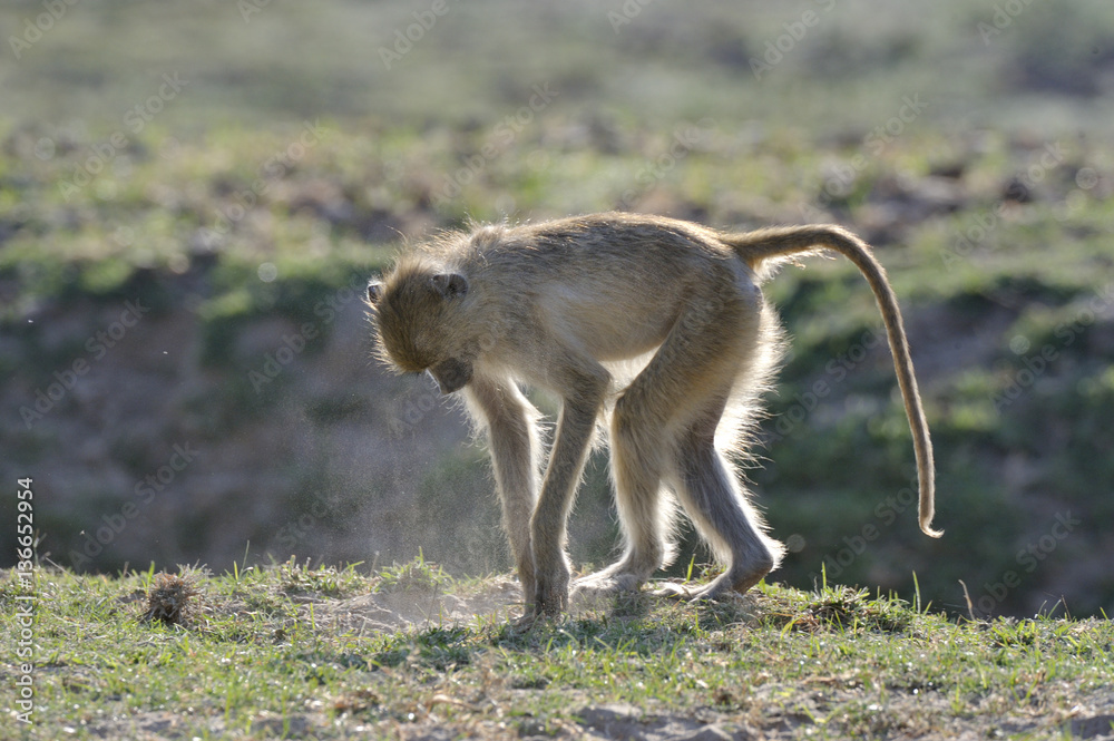 Papio cynocephalus cynocephalus / Babouin cynocéphale StockFoto