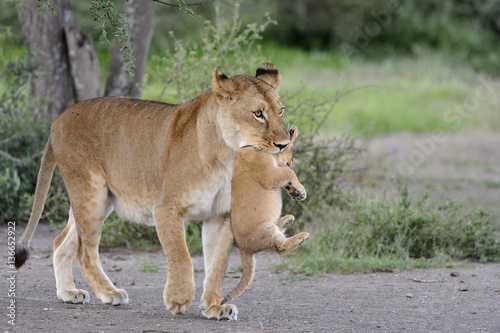 Panthera leo / Lion / Lionne / Lionceau