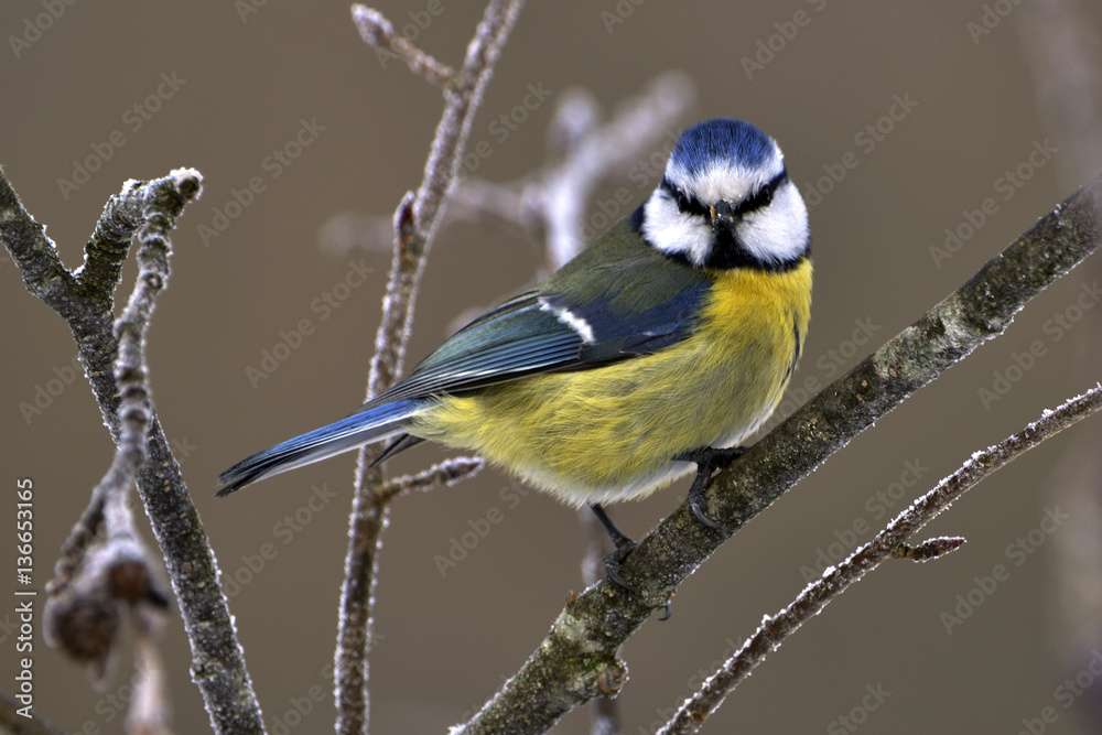 Parus caeruleus / Cyanistes caeruleus / Mésange bleue Parus caeruleus / Cyanistes caeruleus / Mésange bleue