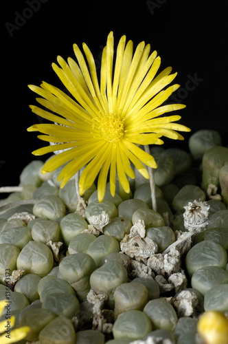 Fenestraria aurantiaca photo