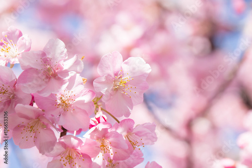 桜 © c11yg