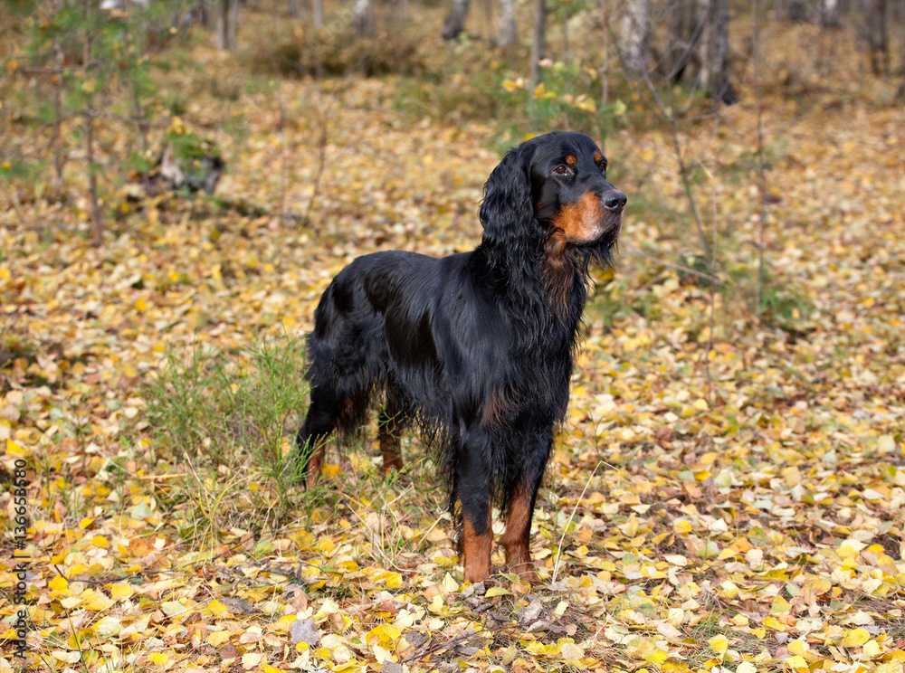 Gordon Setter hunting dog standing in the front in the autumn fo Gordon Setter hunting dog standing in the front in the autumn fo
