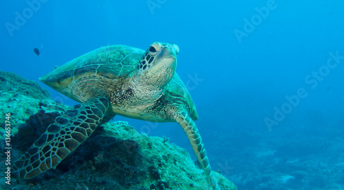 Giant turtle swimming slowly along reef © Ben R