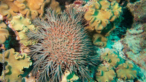 Giant crown of thorns starfish resting on coral underwater © Ben R