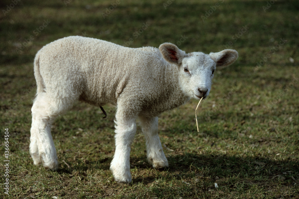 Mouton / Race : Texel Mouton / Race : Texel