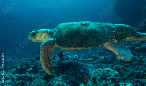 Giant sea turtle swimming in ocean