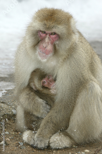 Macaca fuscata   Macaque du Japon