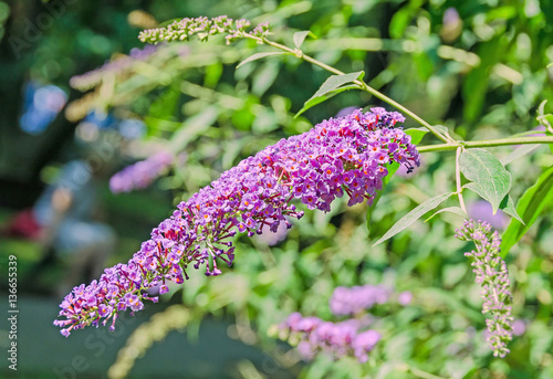 Mauve, violet flowers of Buddleja davidii, summer lilac photo