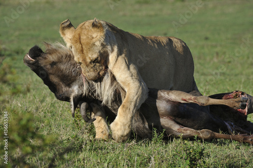 Fotografia Panthera leo / Lion / Lionne