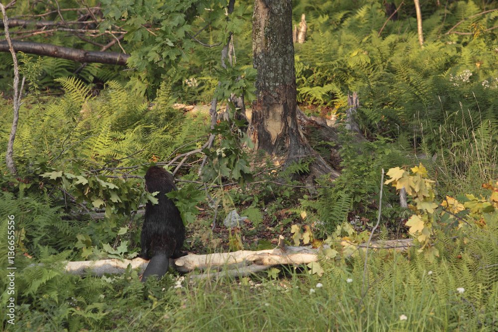 Castor canadensis / Castor du Canada Castor canadensis / Castor du Canada