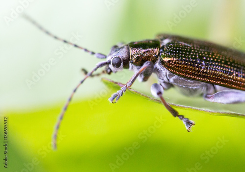 Byturidae, colorful shiny parasite extreme macro shot © Tommy Lee Walker