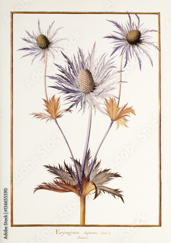 Illustration / Eryngium alpinum / Panicaut des Alpes / Chardon bleu