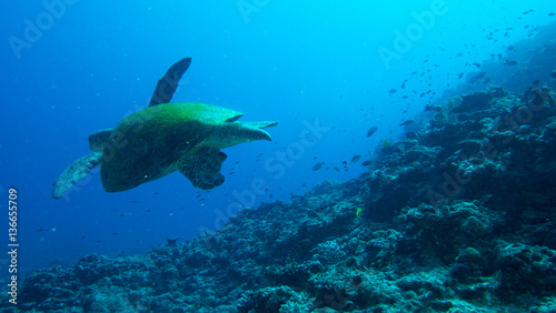 Giant sea turtle covered in moss swimming over reef © Ben R