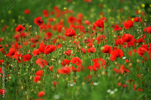 Poppy field with red flower petals