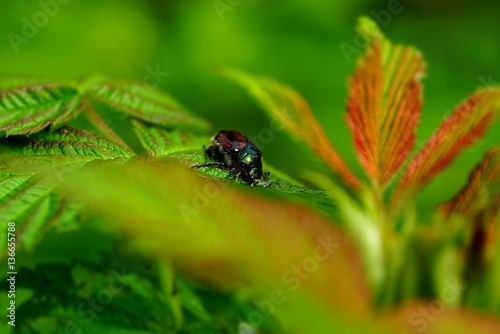 Майский жук на листке