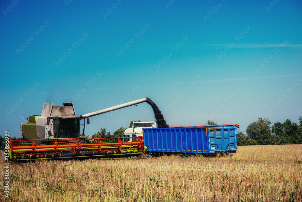 Fototapeta premium Truck and Excavator harvest off.