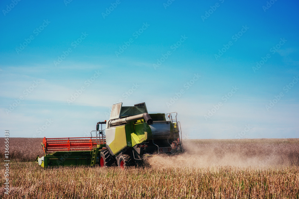 Obraz premium Working Harvesting Combine in the Field of Wheat