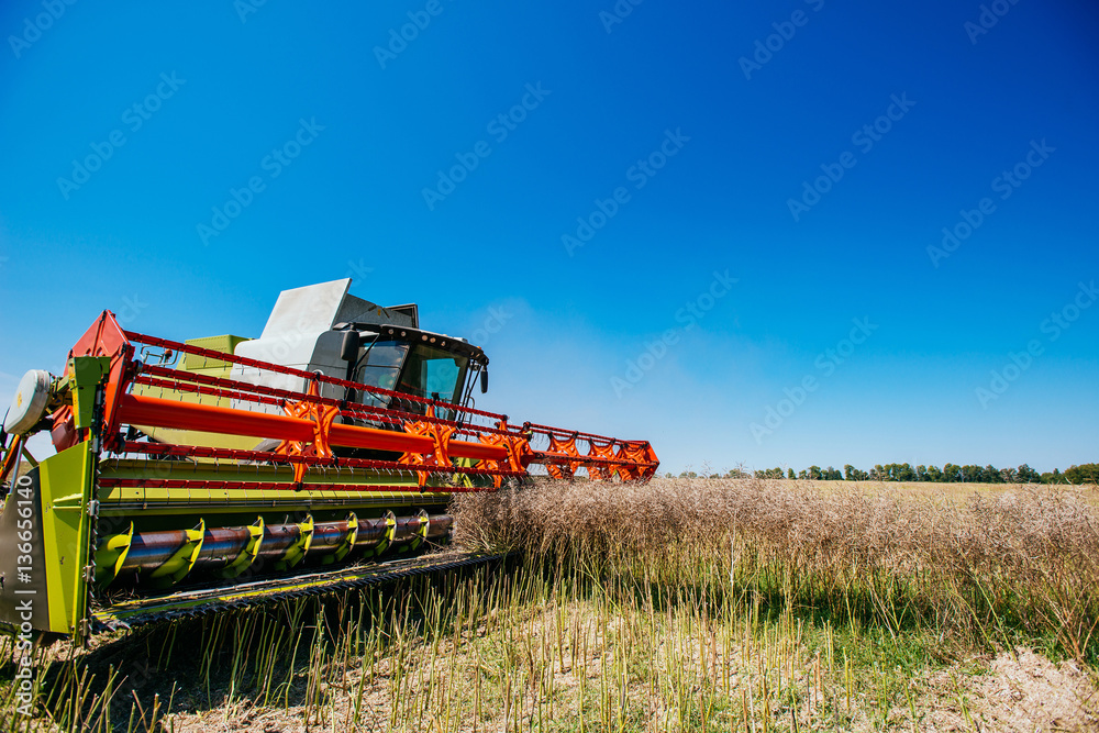 Working Harvesting Combine in the Field of Wheat Working Harvesting Combine in the Field of Wheat