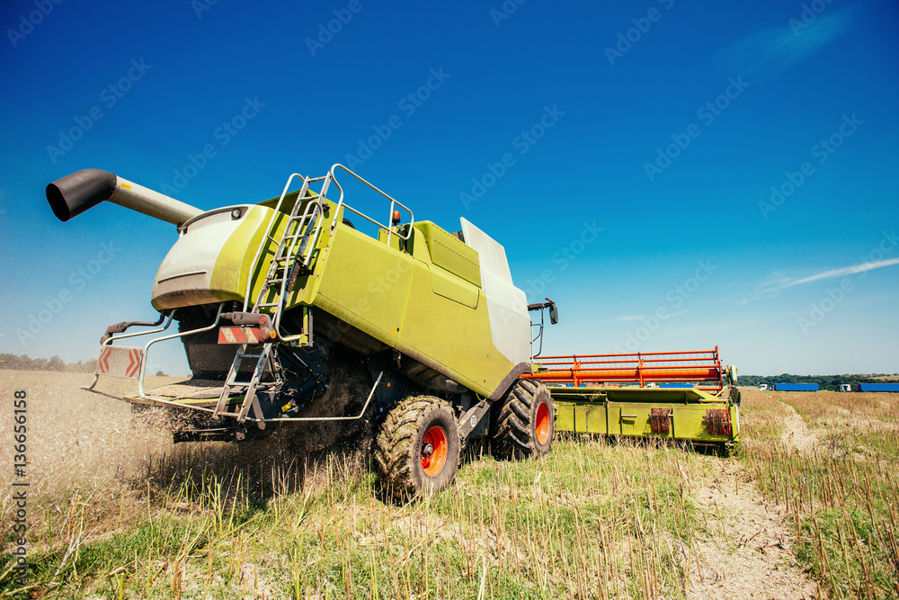 Fototapeta premium Working Harvesting Combine in the Field of Wheat