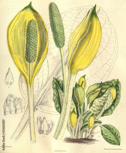 Illustration botanique / Lysichiton americanum / Arum bananier jaune / Lysichite jaune photo