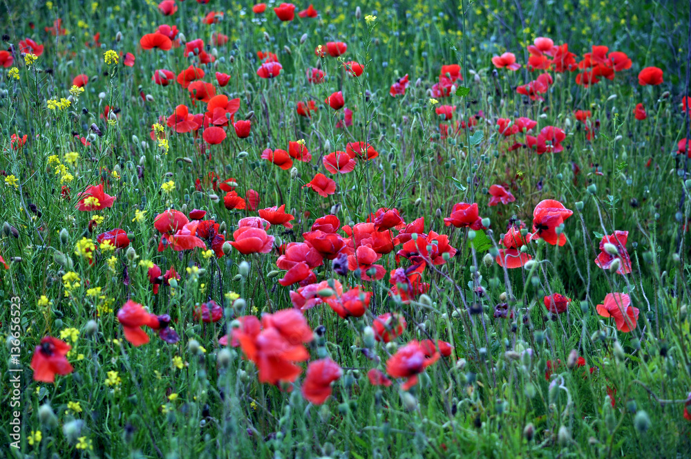 Poppy field with red flowers and a box of fruit on blurred background