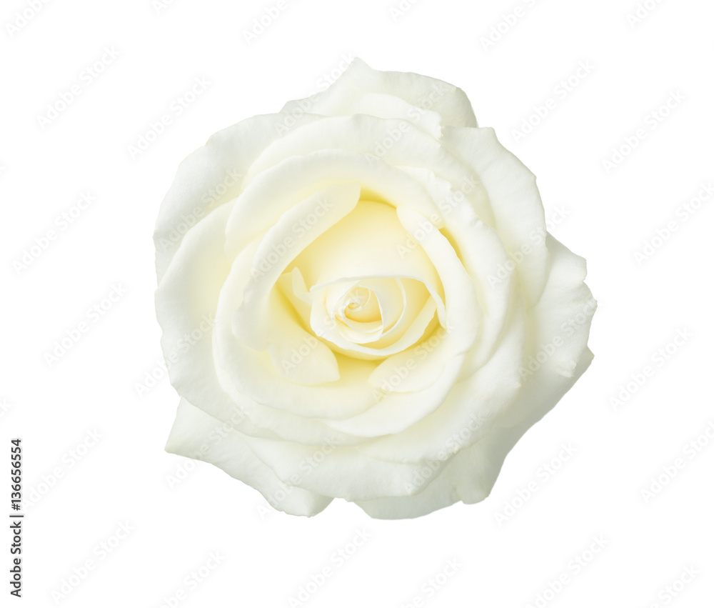 Naklejka premium White rose isolated on white background.