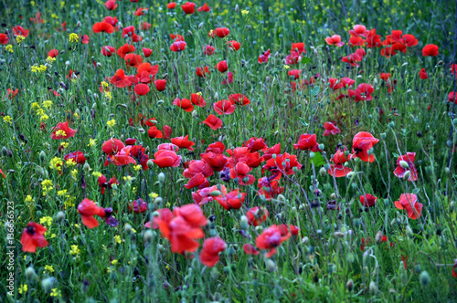 Poppy field with red flowers and a box of fruit on blurred background