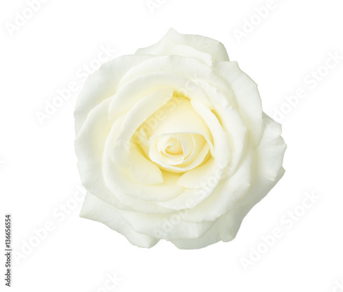 White rose   isolated on white background.