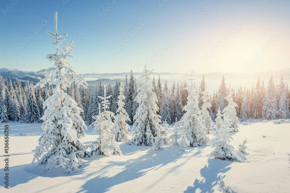 Obraz premium Fantastic winter landscape in the mountains of Ukraine