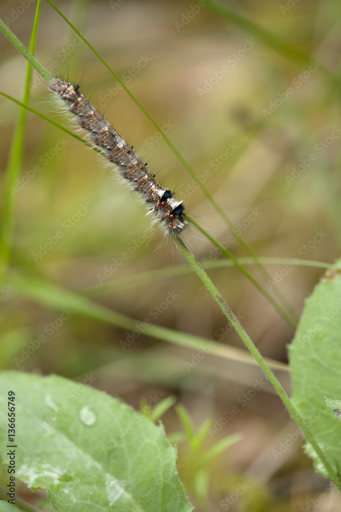 Dendrolimus pini / Bombyx du pin