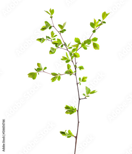 Branch with young green spring leaves isolated on white.