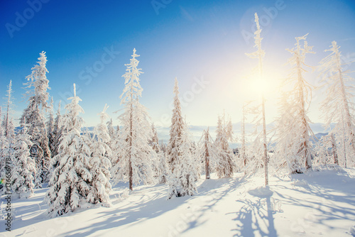Fantastic winter landscape in the mountains of Ukraine