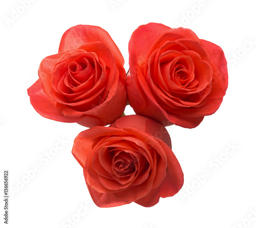 Three orange roses isolated on white background.