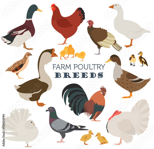 Poultry farming. Chicken  duck  goose  turkey  pigeon  quail ico