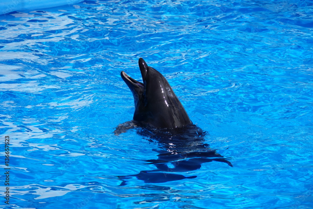 Naklejka premium バンドウイルカ